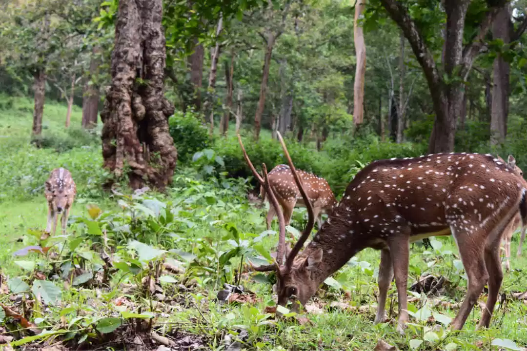 Photo of Coorg: It’s Not