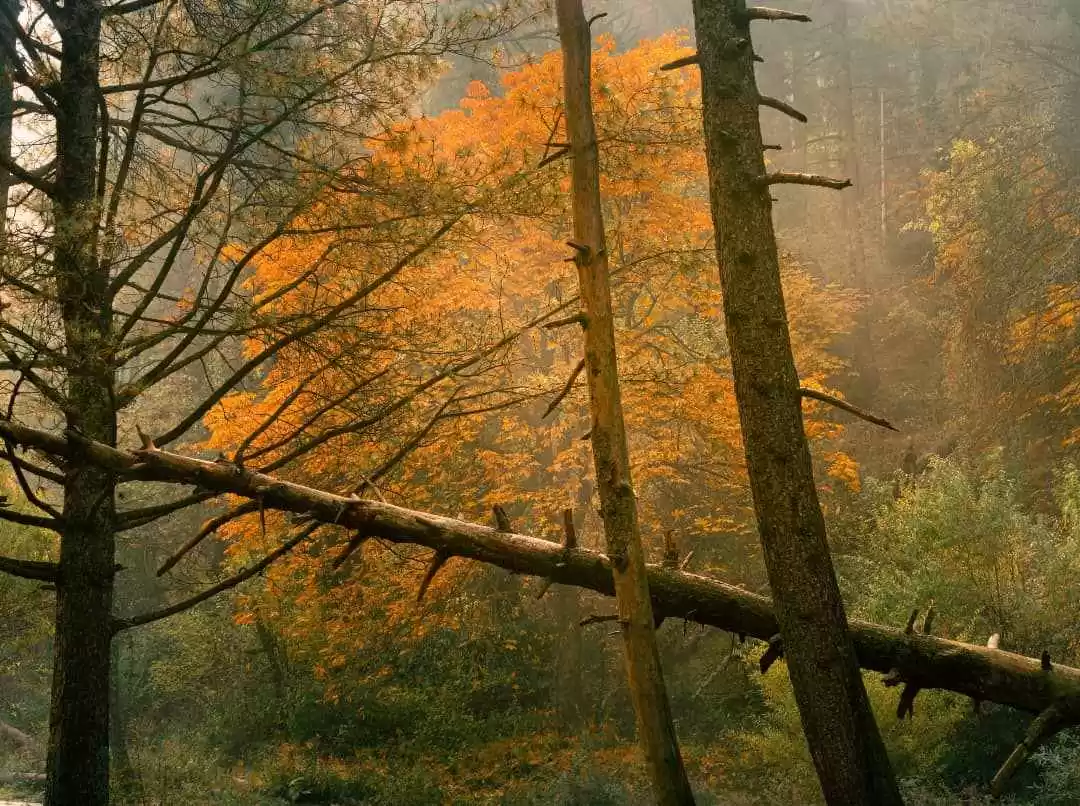 Photo of Kokernag During