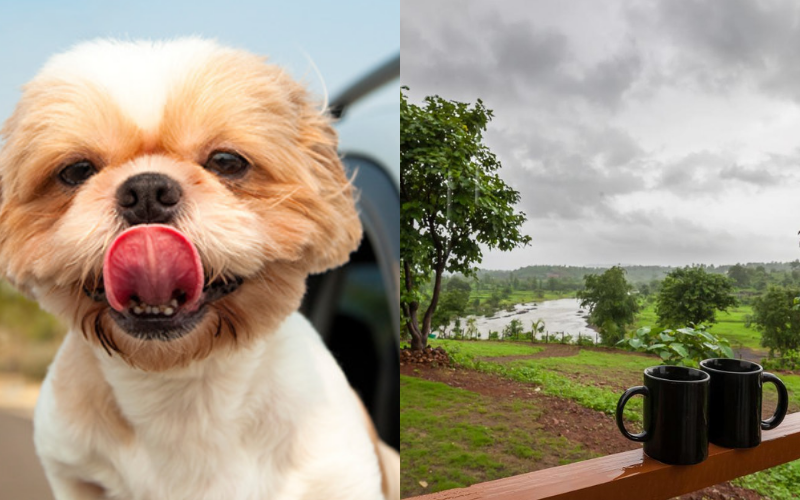 Photo of 9 Gorgeous Pet-