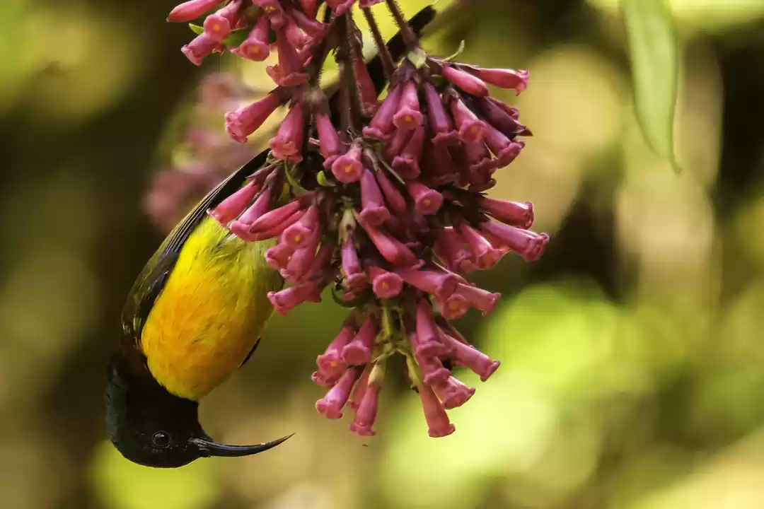Photo of Lava the bird watchi