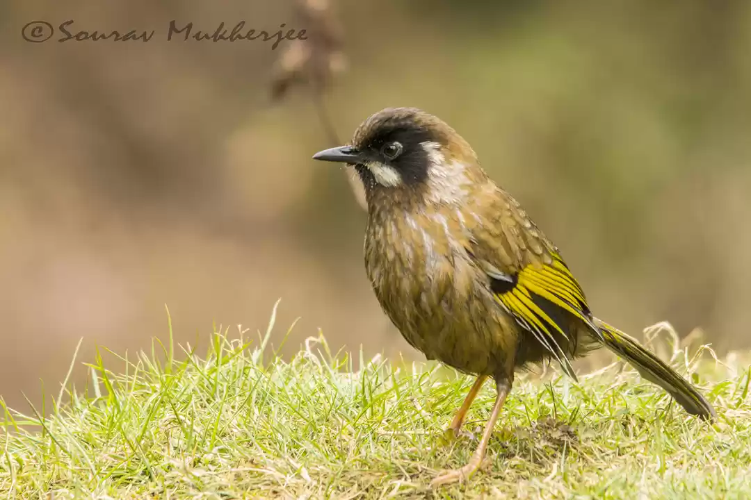 Photo of Gairibas the bird pa