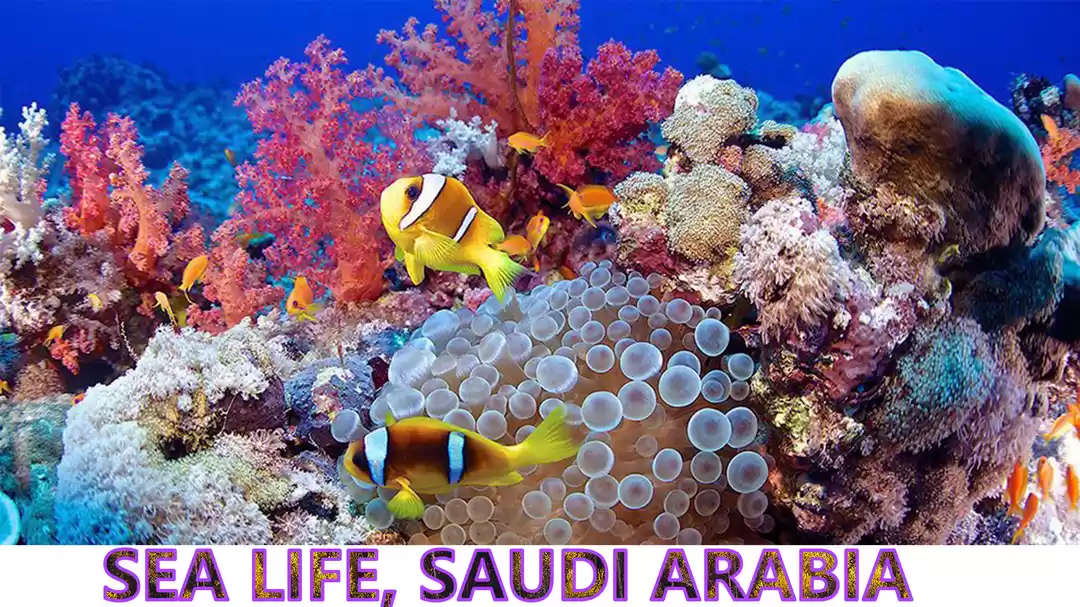 Photo of Underwater World - F