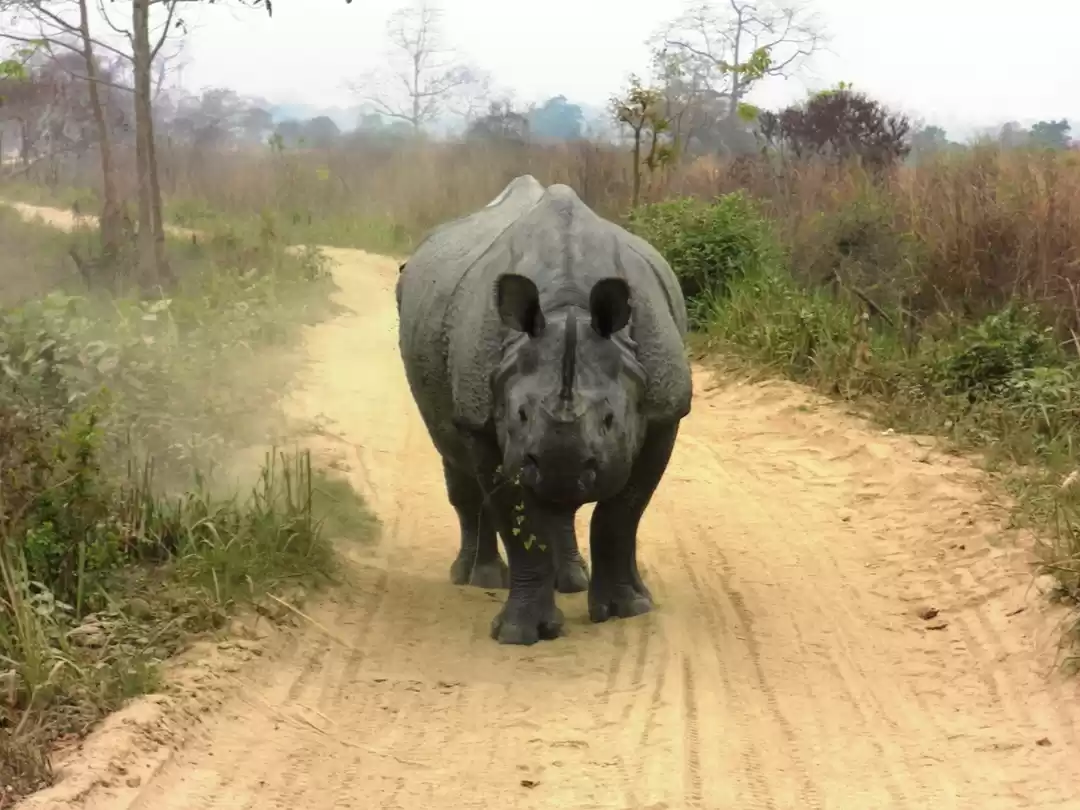 Photo of Kaziranga