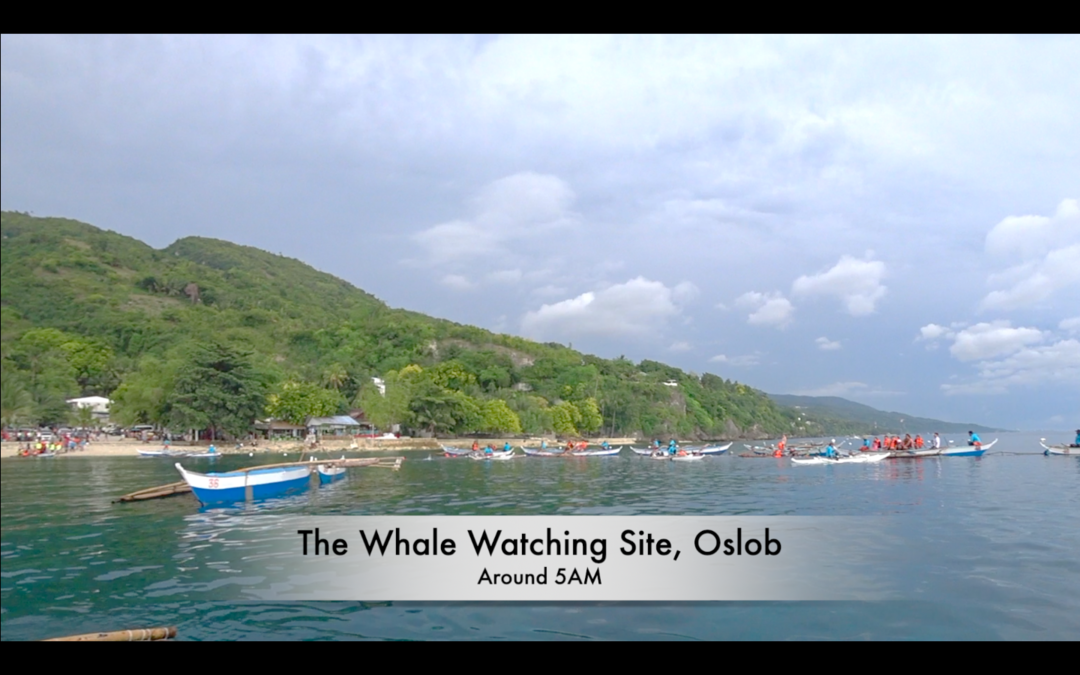 Photo of Oslob Whale Shark Watching