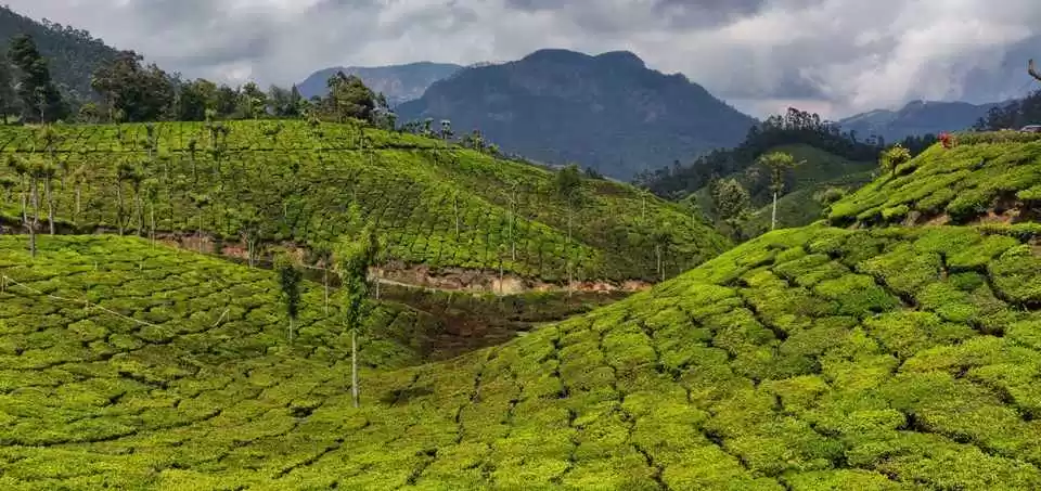 Photo of Kerala on a Bud