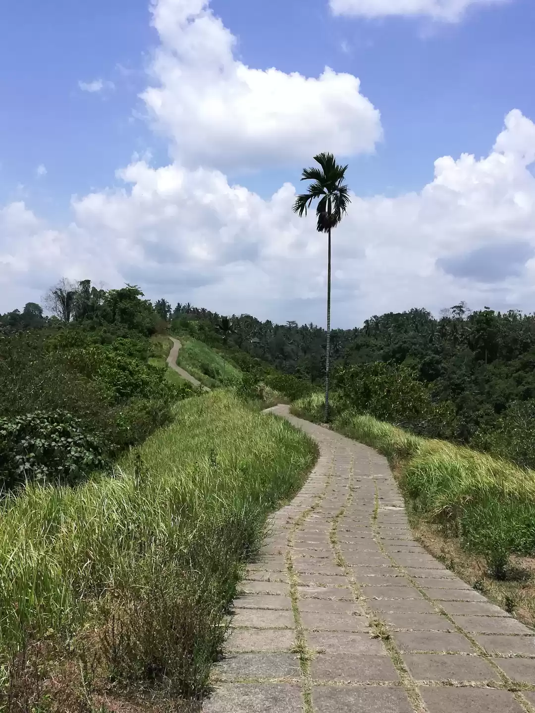 Photo of Campuhan Ridge Walk