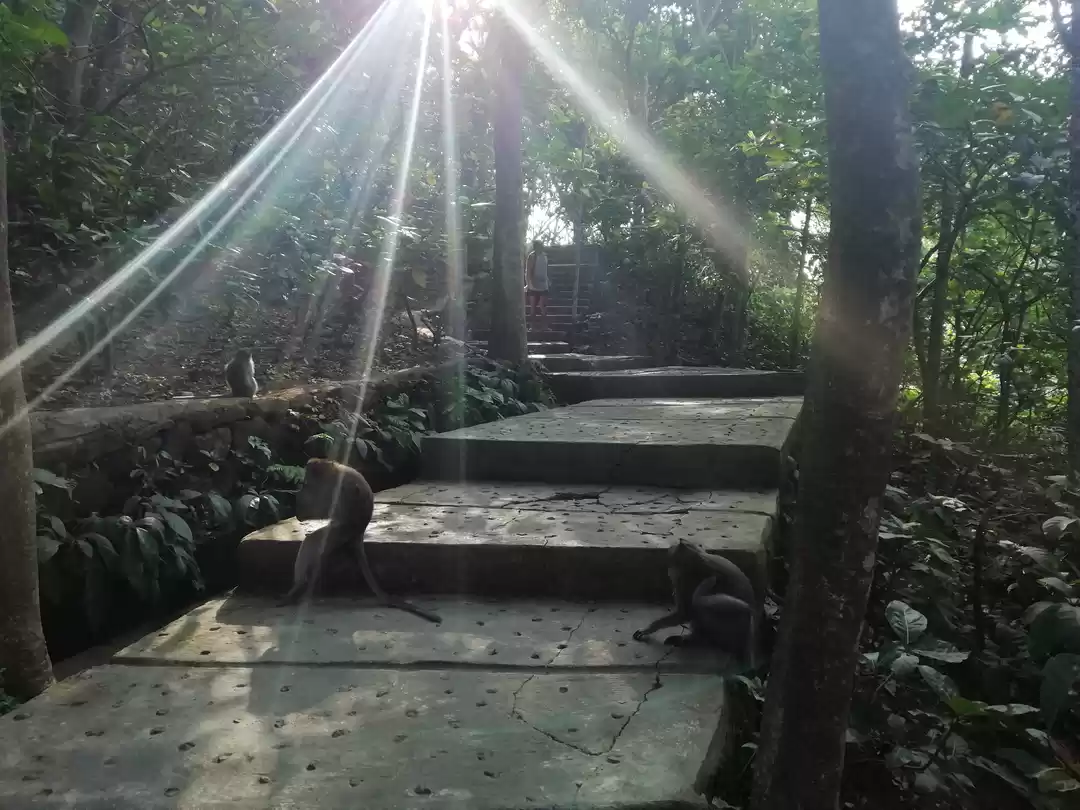 Photo of Sacred Monkey Forest Sanctuary