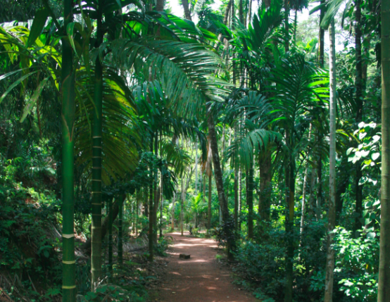 Photo of Tropical Spice Plantation