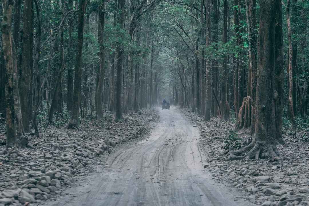 Photo of Experience Corbett for 3 Days