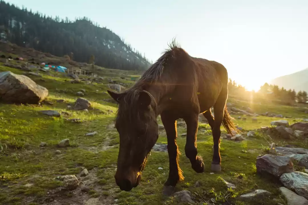 Image 1 of Kheerganga Trek