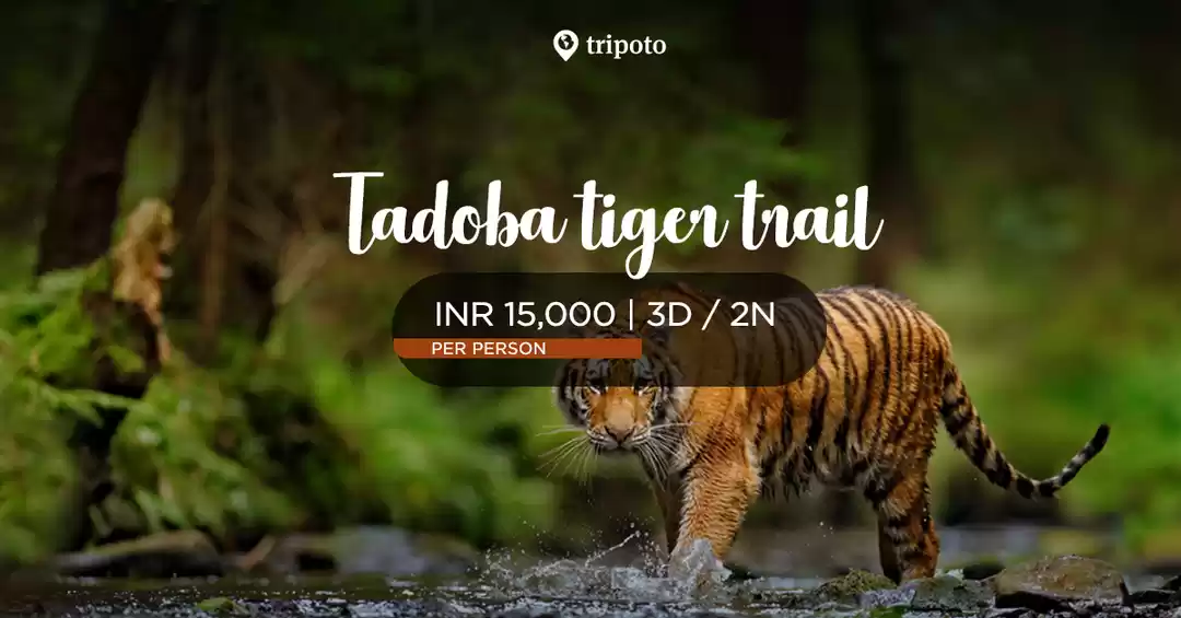 Image 1 of Tadoba Tiger Trail 