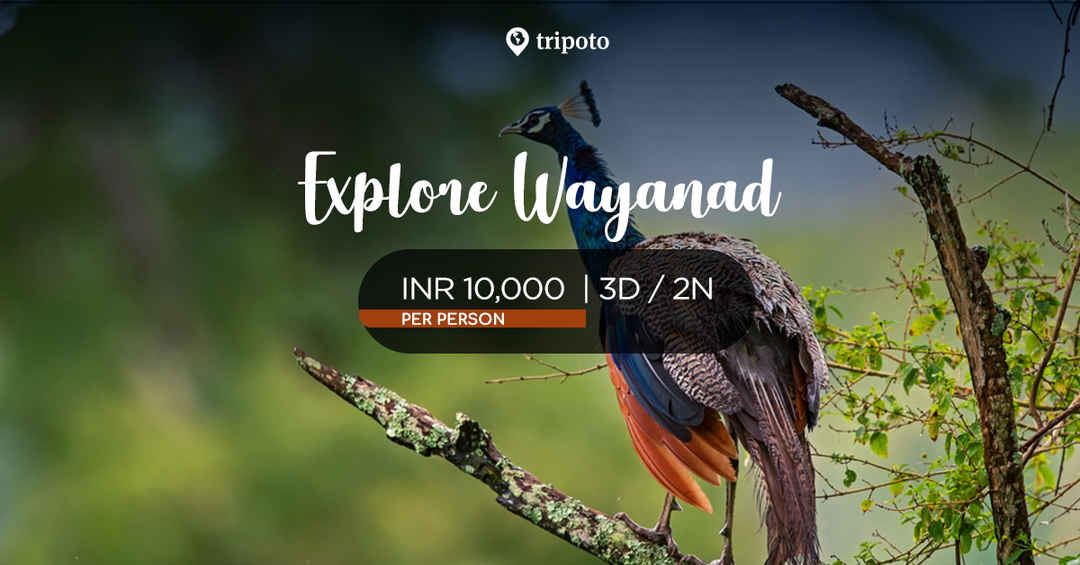 Photo of Explore Wayanad