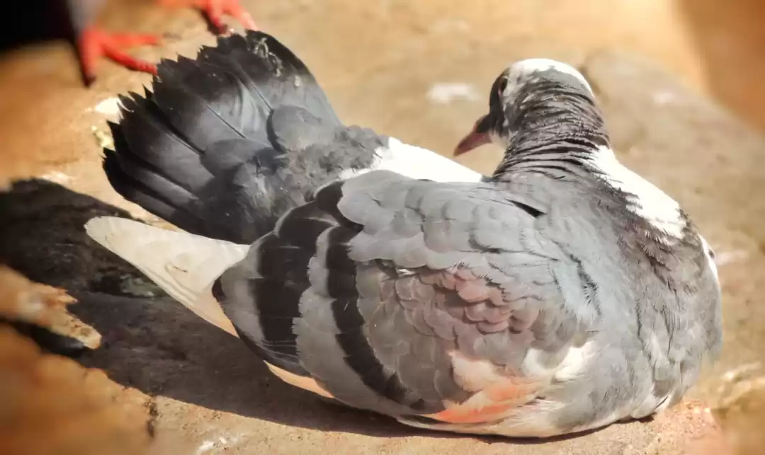 Photo of Kamakhya Temple