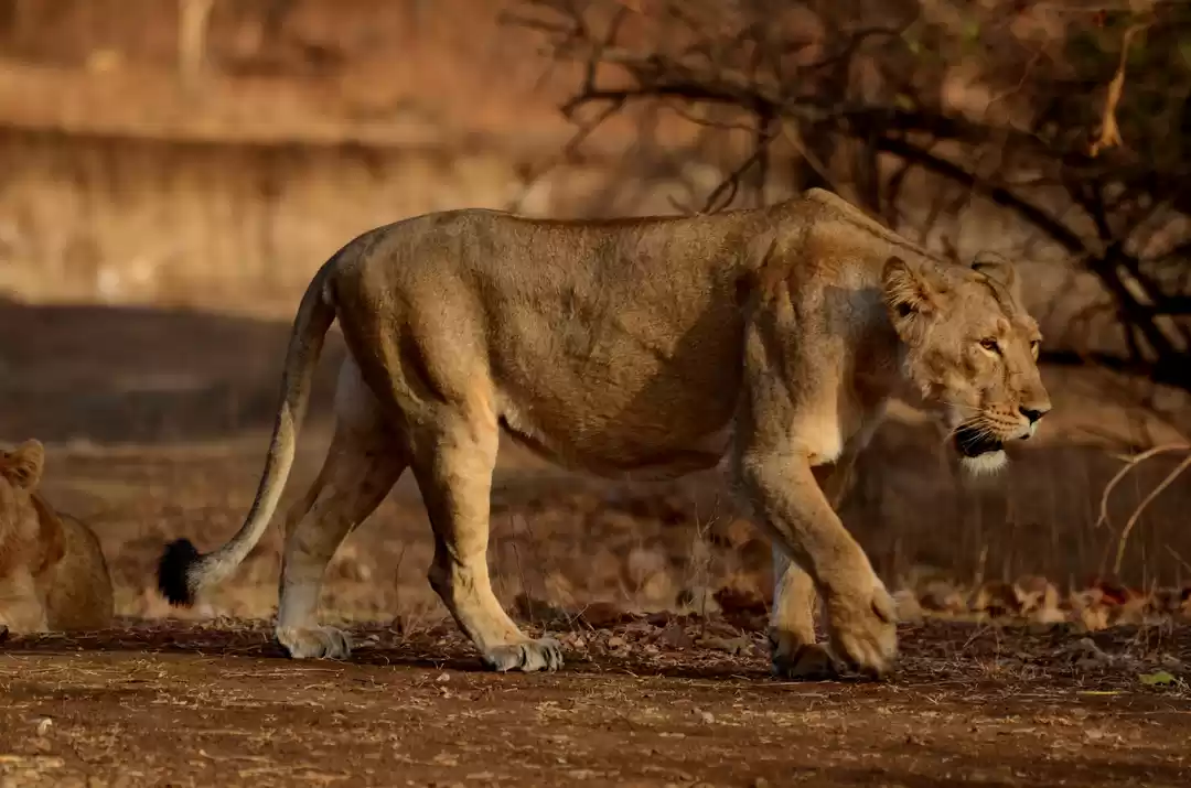 Photo of Gir National Park and Wildlife Sanctuary