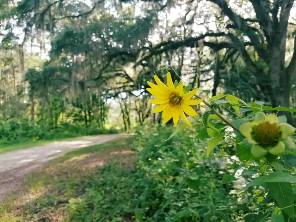 Photo of Tallahassee