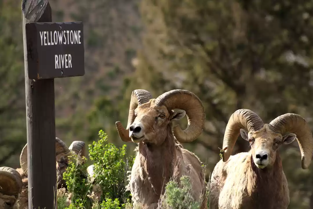 Photo of Yellowstone National Park