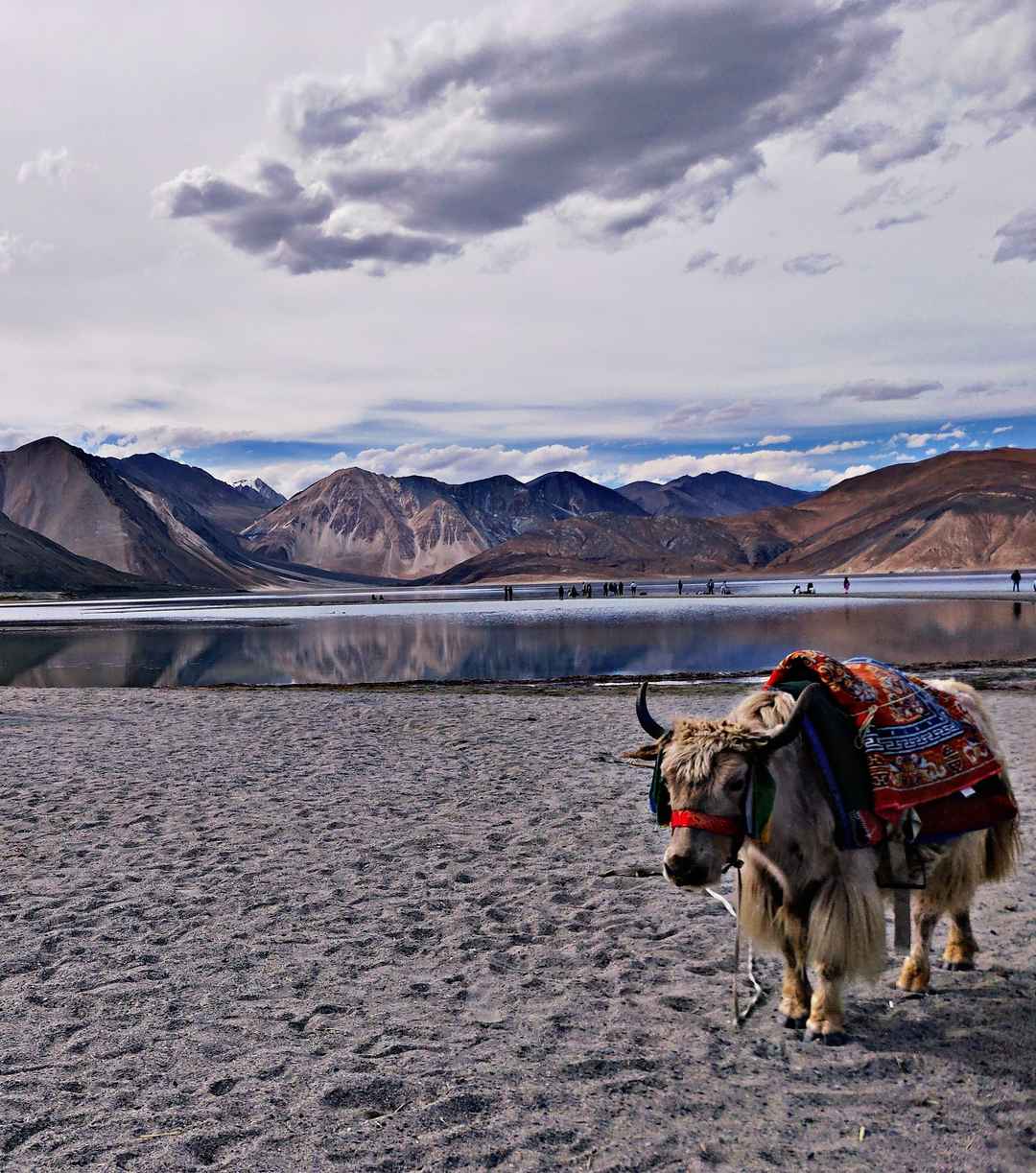 Photo of 10 Days Leh Ladakh Road Trip