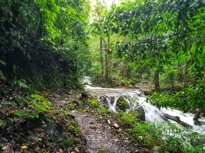 Image 1 of 2 Days Kodachadri Monsoon Trek