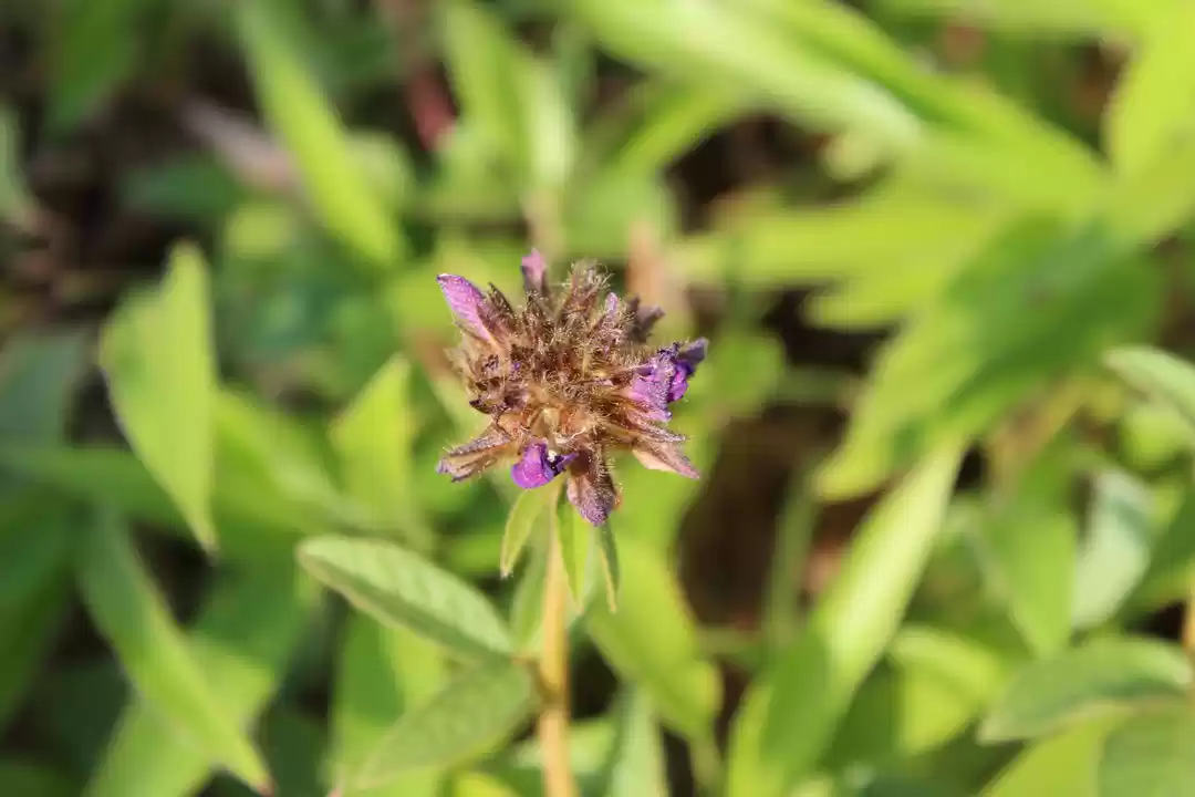 Photo of Kaas Plateau of Flowers