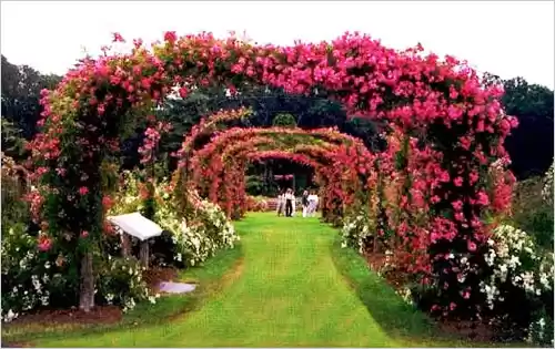 Photo of Rose Garden