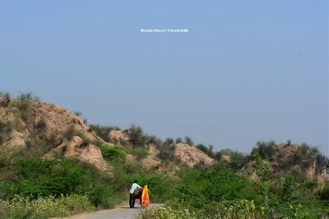 Photo of Wildlife safari on t