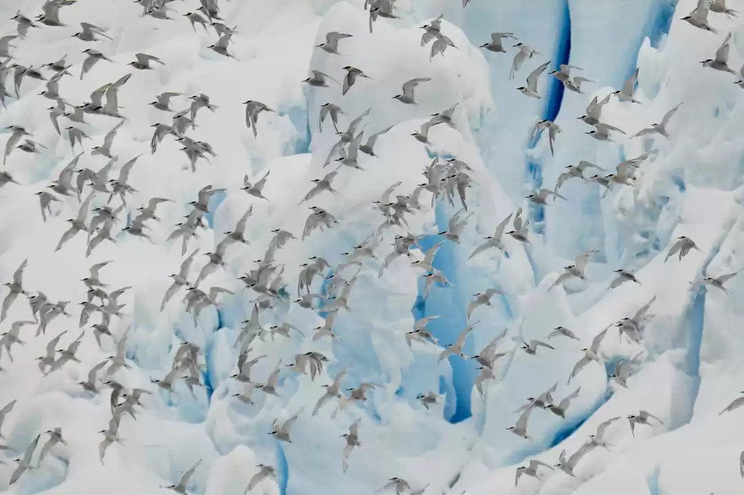 Photo of Petermann Island