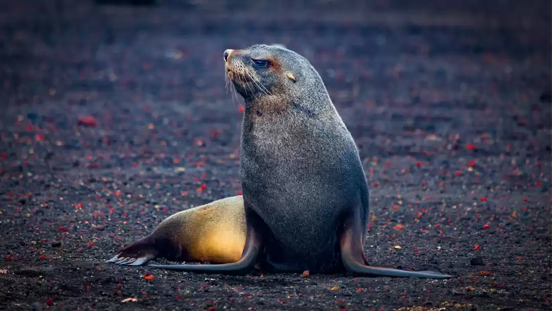 Photo of Brown Bluff