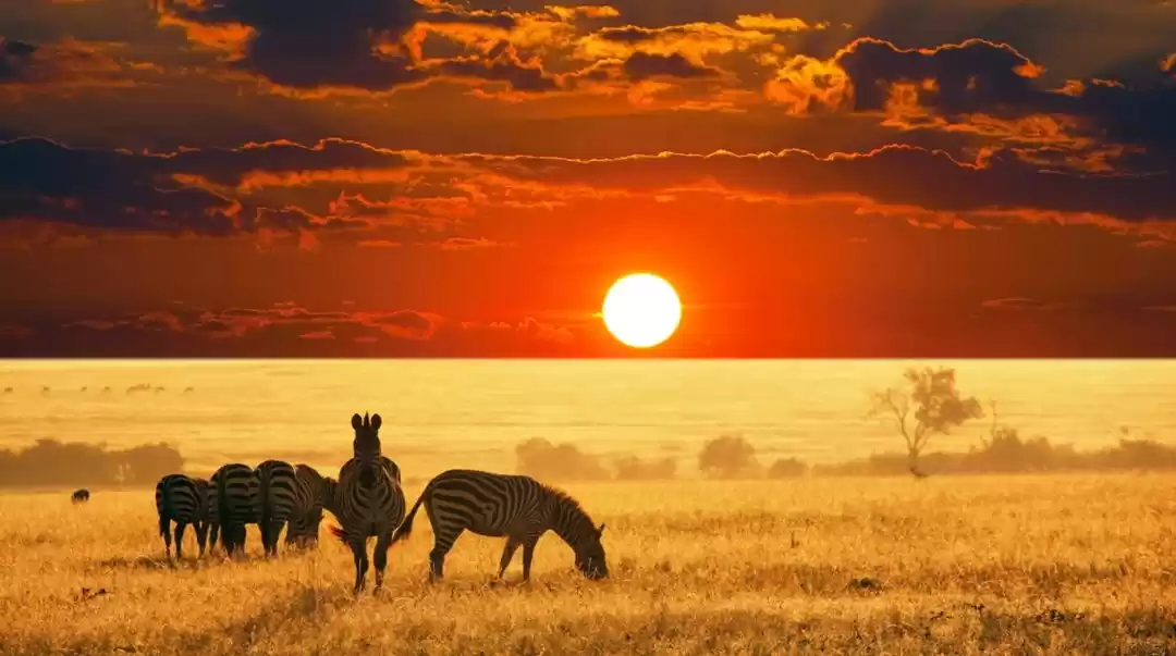 Photo of Masai Mara - KENYA