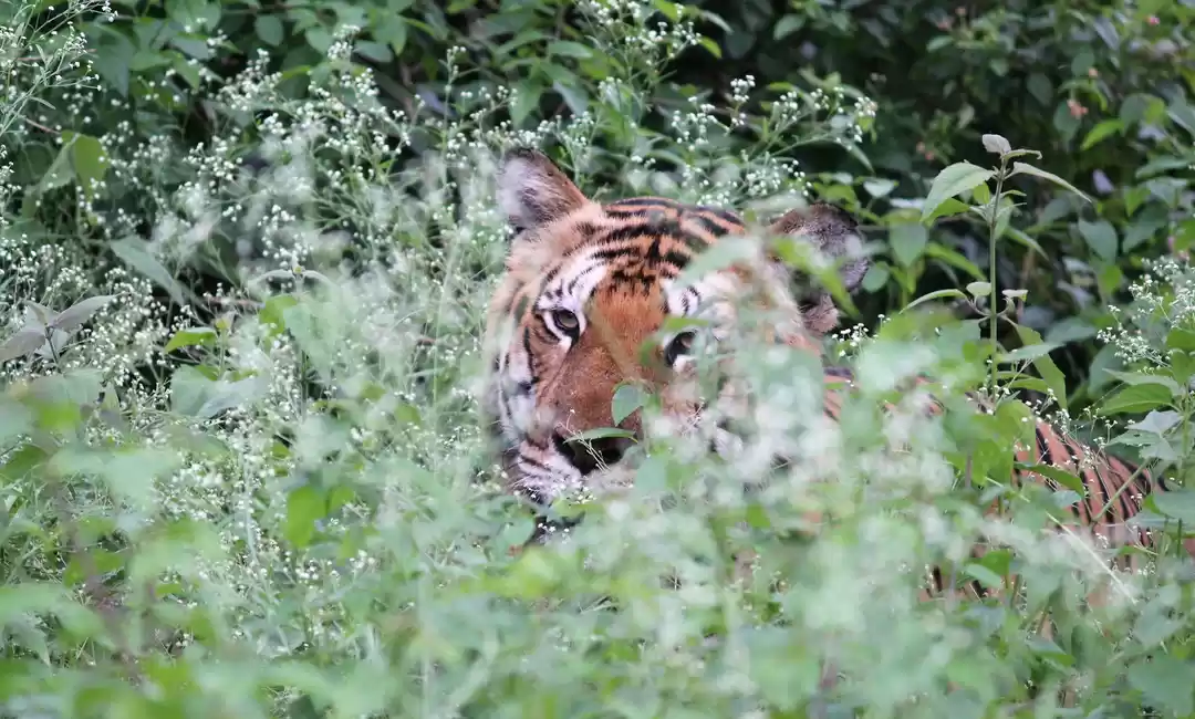 Photo of Bandipur Tiger Safari