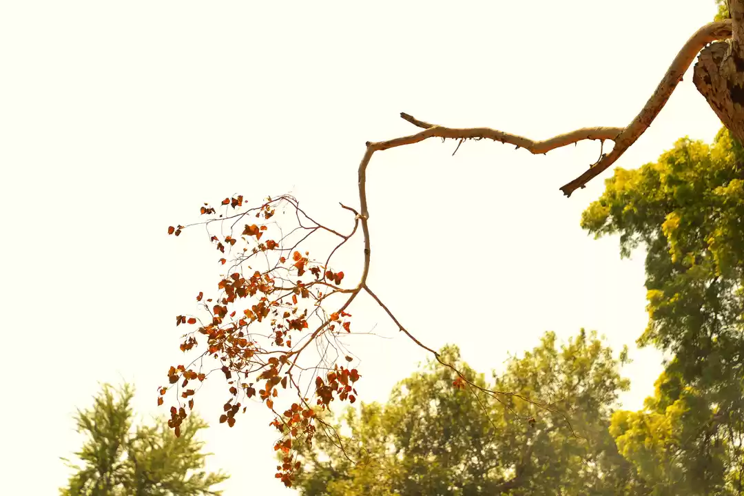 Photo of Mandore Gardens