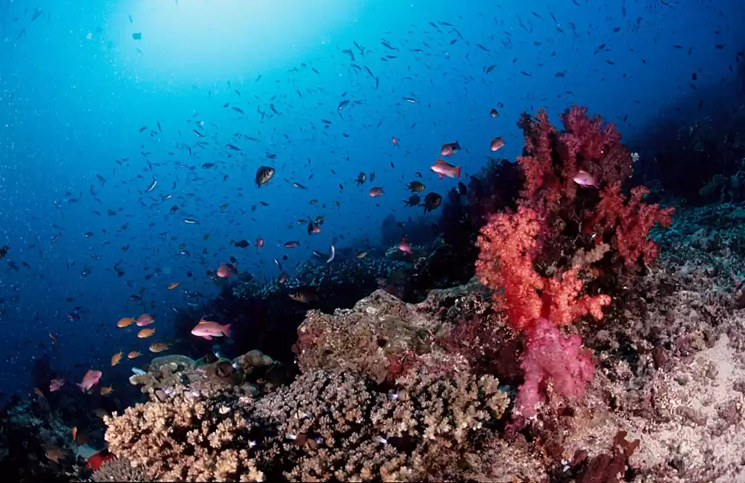 Photo of Great Astrolabe Reef