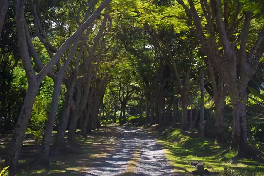 Photo of Garden of the Sleeping Giant