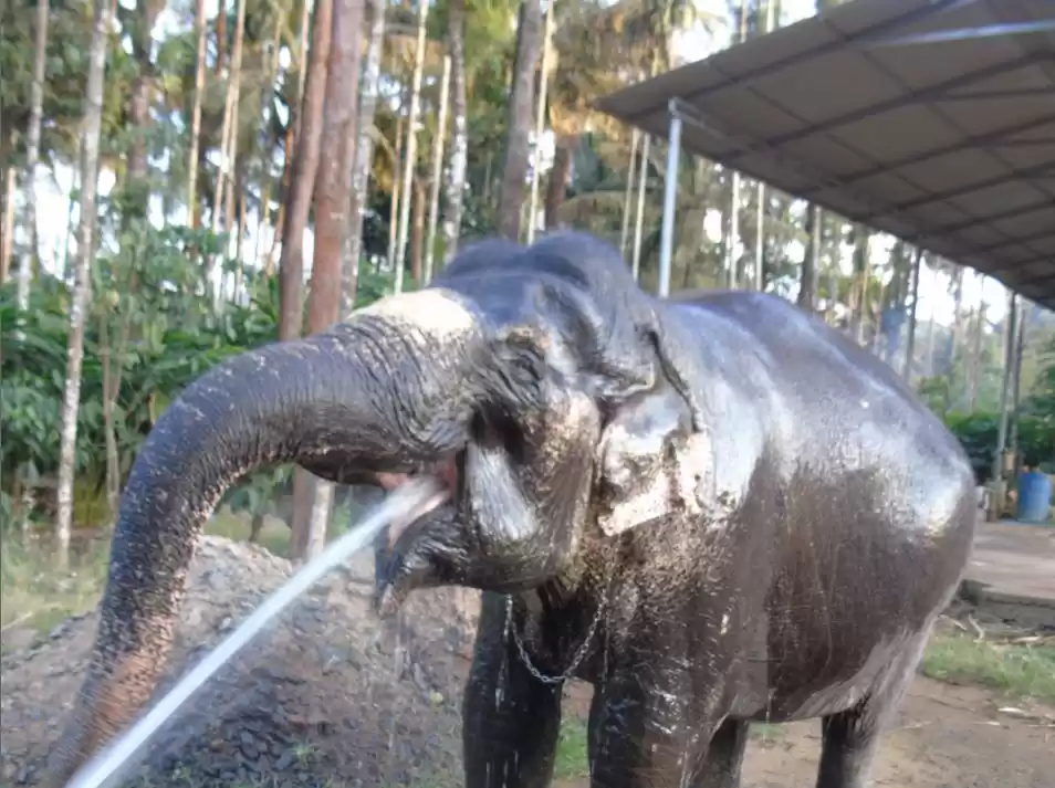 Photo of Elephant Camp