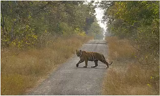 Photo of Umred Karhandla Wild