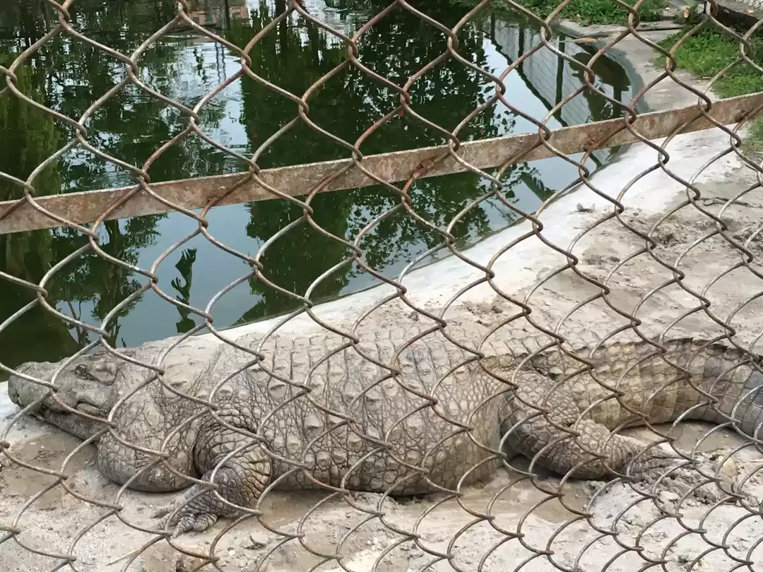 Photo of Crocodile Zoo