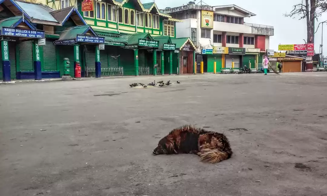 Photo of Himalayan curio house