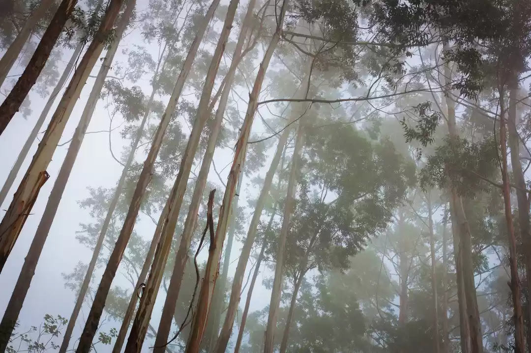 Photo of Dolphin's Nose