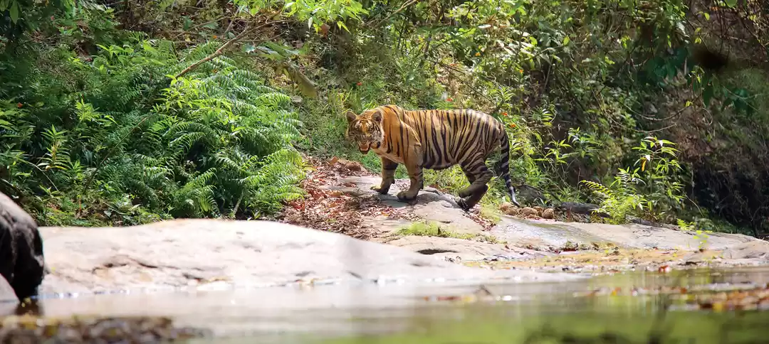 Photo of Parambikulam Tiger Reserve