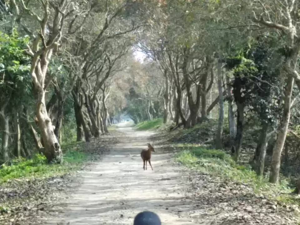 Photo of Kaziranga National Park