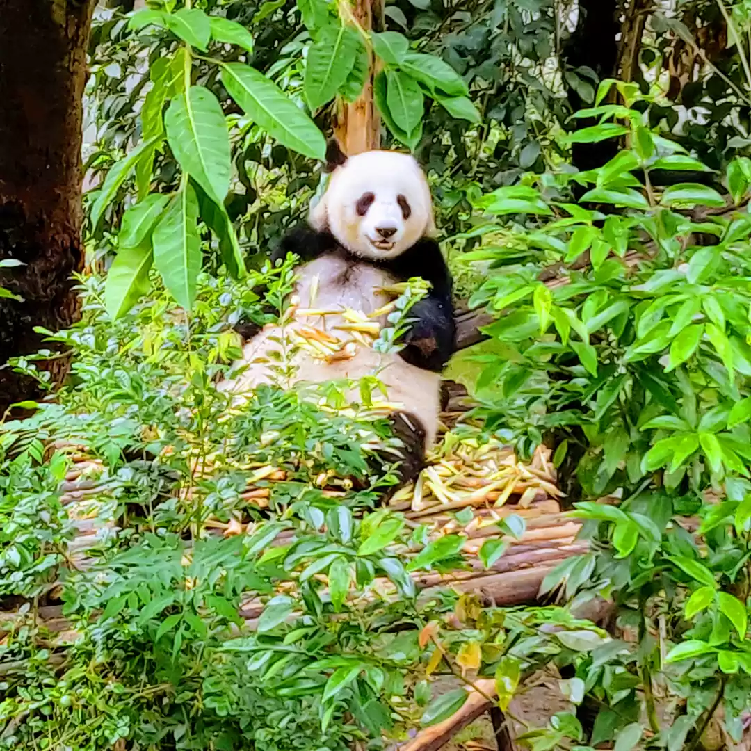 Photo of Chengdu Research Base of Giant Panda Breeding