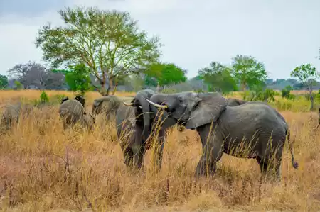 Photo of Tanzania - Safa