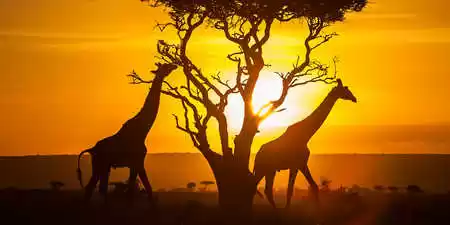 Photo of Kenya Family Tr