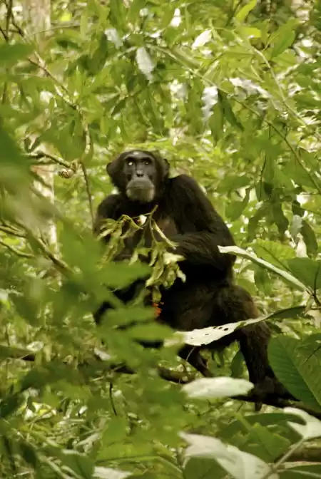 Photo of The Gorilla Loo