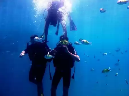 Photo of Scuba Diving In