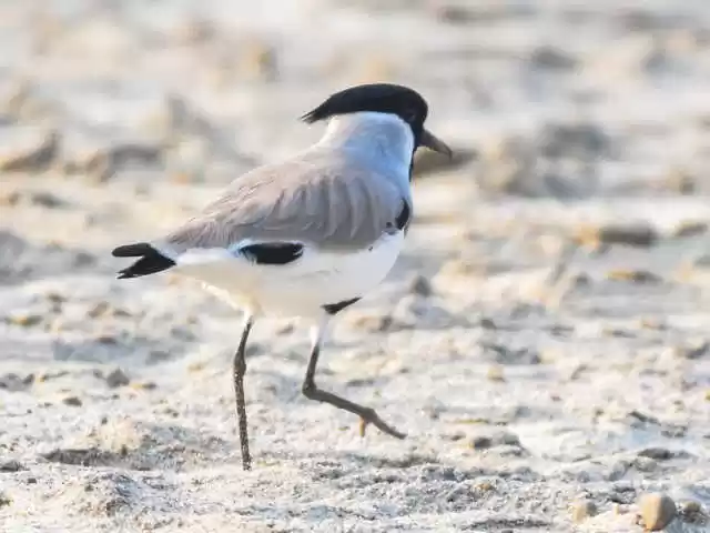 Photo of Valmiki Tiger R