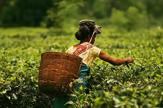 Photo of Assam