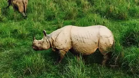 Photo of Jungle Safari I