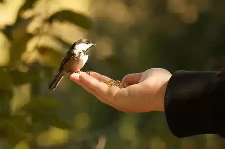 Photo of Eaglenest Bird 
