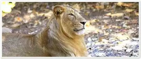 Photo of Gir National Pa