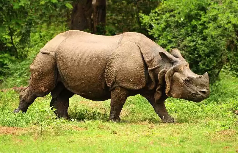 Photo of Kaziranga Natio